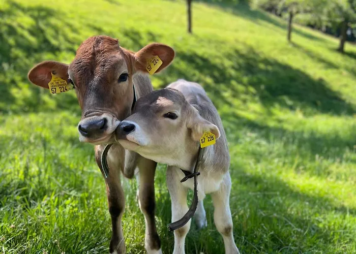 Lägenhet Unterhohnenhof