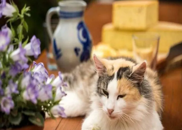 Unterhohnenhof Lägenhet *